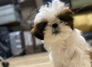 Loving Shih Tzu Looking for a Forever Home️️