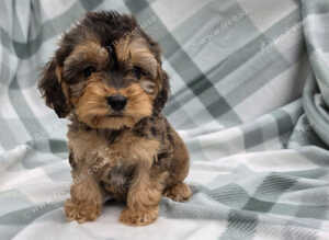 Cockapoo puppies
