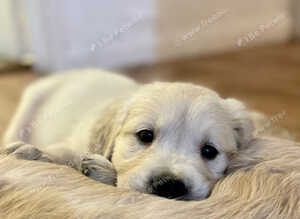 Retriever puppies - full health testing.