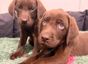 2 LEFT BEAUTIFUL KC REGISTERED CHOCOLATE LABRADORS