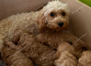 Cavapoo puppies
