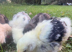 Free chicks pekin bantam