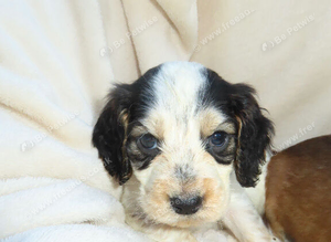 Beautiful Cocker Spaniel Puppies