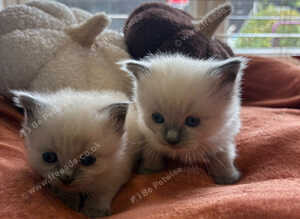 Beautiful blue point ragdoll girls