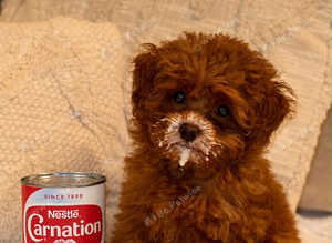 Teacup red poodle