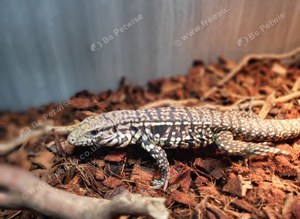 Argentina Tegu