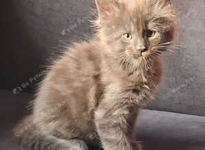 Maine Coons kittens in Manchester (3 boys)