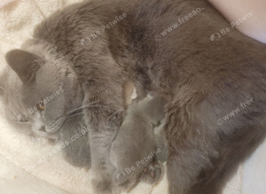 Stunning pure bred British blue kittens