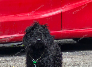 Cockapoo boy