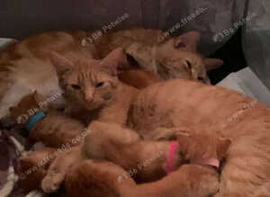 Mainecoon cross kittens