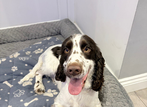 PROVEN Working cocker spaniel STUD