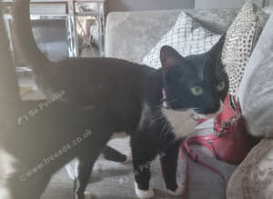 Adult boy and 2 13 week old kittens