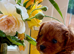 Foxy red boy cavapoo