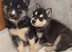 German Shepherd cross husky