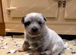 Australian Cattle Dog Puppies