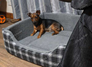 Alfie mini jack russell