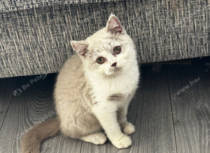 Ready Now - TICA Reg British Shorthair Kittens