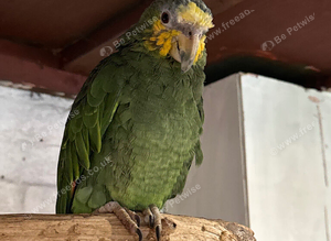 Yellow headed Amazon
