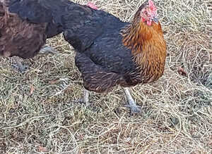 Beautiful Chickens laying hens
