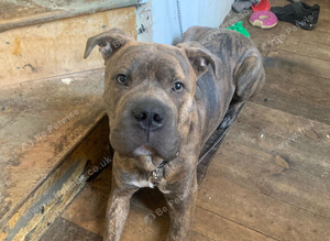 Cane corso x