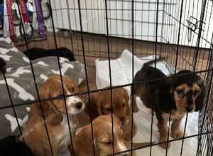 Cocker spaniel puppies