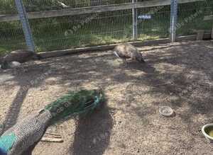 Peafowl for sale