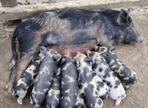 Micro piglets