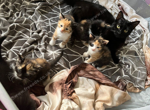 Tortoiseshell kittens