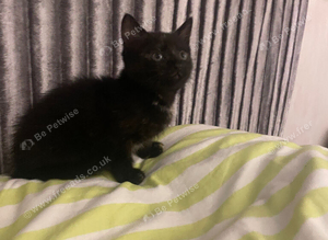 2 kittens must go