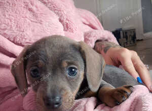 Male puppy