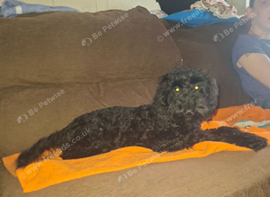 Black female cockapoo 350