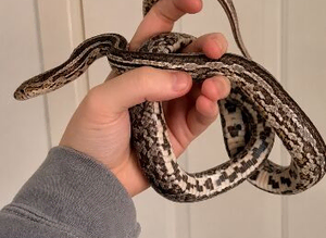 female corn snake