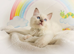 GCCF Registered Ragdoll Kittens