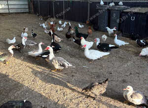 Ducks Moscovy