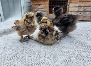 Silkie Chicks