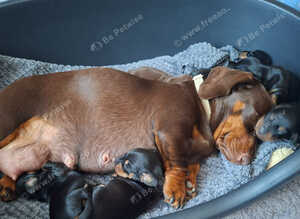 Miniature dachshund