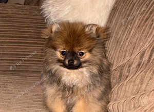 Female sable Pomeranian