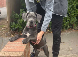 2 puppies