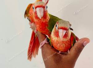 Hand reared conure for sale