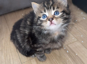 Kittens