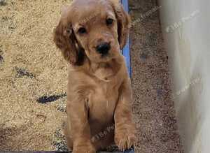Cocker Spaniel puppies
