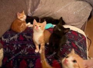 Stunning Kittens Ready for Loving Homes