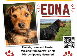 MISSING TERRIER
