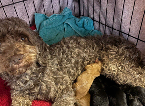 Cockapoo puppies