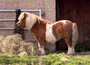 Shetland Pony