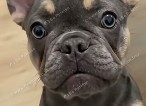 Frenchie