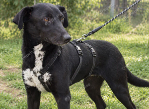 Dougie ️ A Gorgeous Compact Young Boy With a Touch of Sighthound/Lurcher Charm