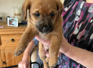 Jackapoo puppies for sale