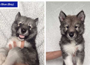 Husky Puppies for Sale