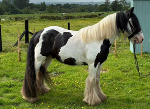 4 Yr Old Coloured Cob